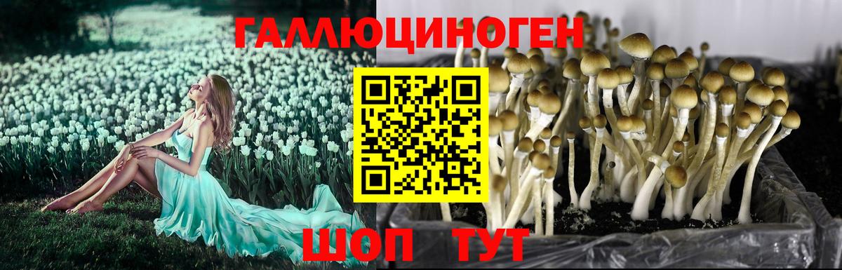 Камышлов  Псилоцибиновые грибы Psilocybe  Псилоцибиновые грибы Psilocybe  Вход с VPN 